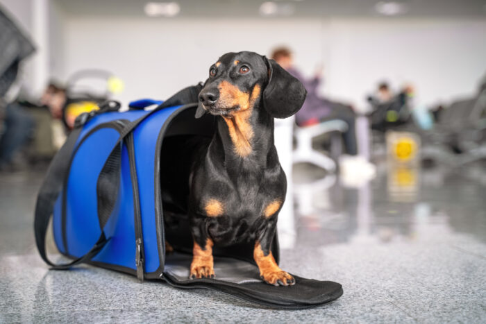 Travelling With Your Pet To An Eu Country Or Northern Ireland